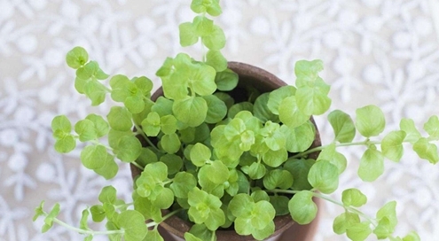 家庭種植綠色植物，凈化空氣,精準(zhǔn)路徑方案優(yōu)化_智耀版79.33.31